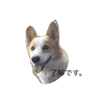 corgi kenta（個別スタンプ：3）