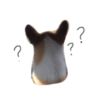 corgi kenta（個別スタンプ：4）