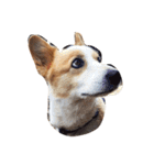 corgi kenta（個別スタンプ：5）