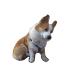 corgi kenta（個別スタンプ：6）