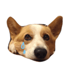 corgi kenta（個別スタンプ：7）