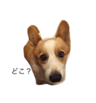 corgi kenta（個別スタンプ：8）