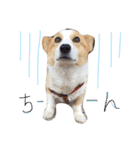 corgi kenta（個別スタンプ：9）