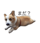 corgi kenta（個別スタンプ：10）