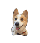 corgi kenta（個別スタンプ：11）