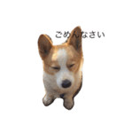 corgi kenta（個別スタンプ：12）