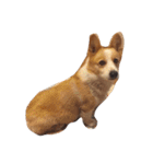 corgi kenta（個別スタンプ：13）