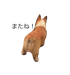 corgi kenta（個別スタンプ：14）