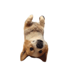 corgi kenta（個別スタンプ：15）