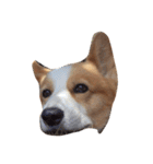 corgi kenta（個別スタンプ：16）