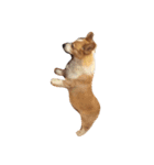 corgi kenta（個別スタンプ：17）