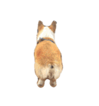 corgi kenta（個別スタンプ：18）