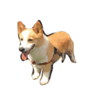 corgi kenta（個別スタンプ：19）