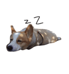 corgi kenta（個別スタンプ：20）