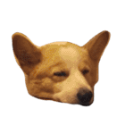 corgi kenta（個別スタンプ：21）