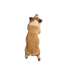 corgi kenta（個別スタンプ：22）