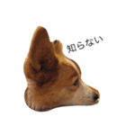 corgi kenta（個別スタンプ：23）