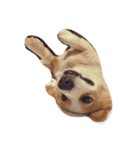 corgi kenta（個別スタンプ：24）