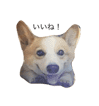 corgi kenta（個別スタンプ：25）