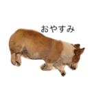 corgi kenta（個別スタンプ：27）