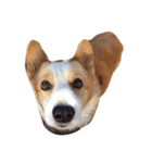 corgi kenta（個別スタンプ：28）