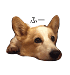 corgi kenta（個別スタンプ：29）
