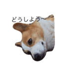 corgi kenta（個別スタンプ：30）