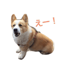 corgi kenta（個別スタンプ：31）