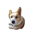 corgi kenta（個別スタンプ：32）