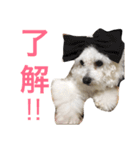 トイプードルもぐちゃん（個別スタンプ：1）