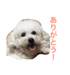 トイプードルもぐちゃん（個別スタンプ：2）