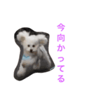 トイプードルもぐちゃん（個別スタンプ：3）