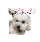 トイプードルもぐちゃん（個別スタンプ：5）