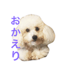 トイプードルもぐちゃん（個別スタンプ：6）