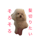 トイプードルもぐちゃん（個別スタンプ：7）