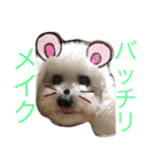 トイプードルもぐちゃん（個別スタンプ：11）