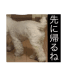 トイプードルもぐちゃん（個別スタンプ：12）