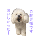 トイプードルもぐちゃん（個別スタンプ：16）