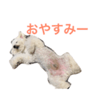 トイプードルもぐちゃん（個別スタンプ：17）
