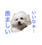 トイプードルもぐちゃん（個別スタンプ：20）