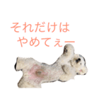 トイプードルもぐちゃん（個別スタンプ：21）