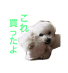 トイプードルもぐちゃん（個別スタンプ：23）