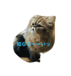 えるくん（個別スタンプ：3）