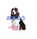 私のイングリッシュスプリンガースパニエル（個別スタンプ：1）