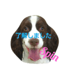 私のイングリッシュスプリンガースパニエル（個別スタンプ：3）