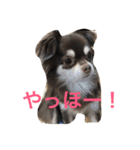 チワワとたまに猫（個別スタンプ：2）