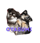 チワワとたまに猫（個別スタンプ：3）