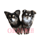 チワワとたまに猫（個別スタンプ：4）