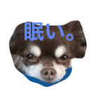 チワワとたまに猫（個別スタンプ：5）
