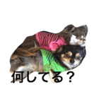 チワワとたまに猫（個別スタンプ：6）